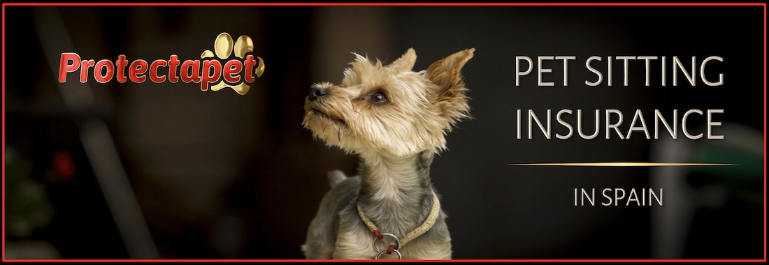 Yorkshire terrier dog on black background advertising pet sitting Insurance by Protectapet